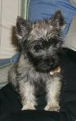 Bogart, our Cairn Terrier, as a puppy.