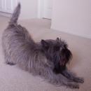 Bogart stretching out.
